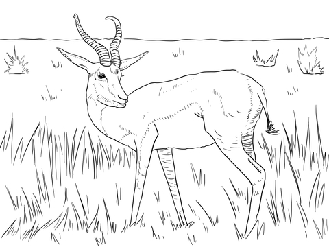 Realistic Springbok Coloring Page